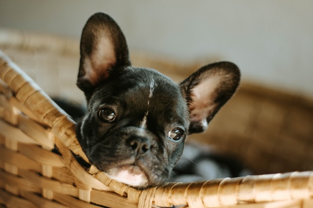 Cão De Guarda Ideal