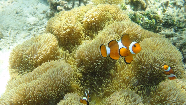 CARACTERÍSTICAS GERAIS dos PEIXES